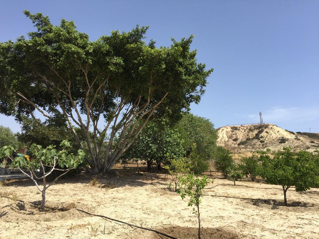 Paradise Traditional House Μαρώνι Εξωτερικό φωτογραφία